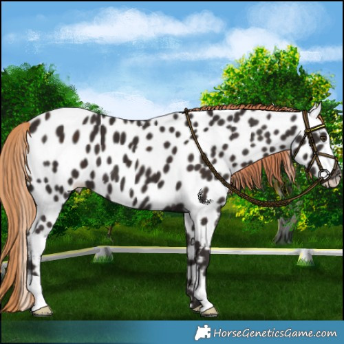 Horse Color:Liver Chestnut Appaloosa 