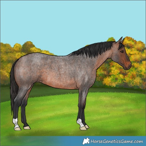 Horse Color:Brown Roan 