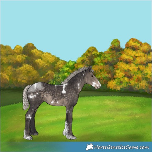 Horse Color:White Spotted Silver Smoky Black Tobiano Frame Rabicano 