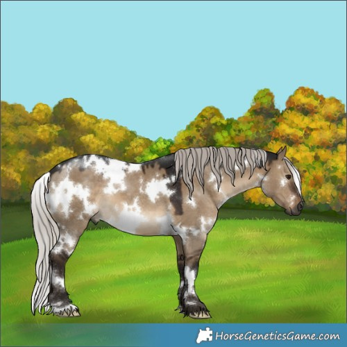 Horse Color:Gray White Spotted Silver Brown Dun