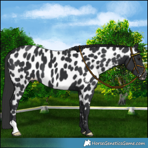 Horse Color:Black Near Leopard 