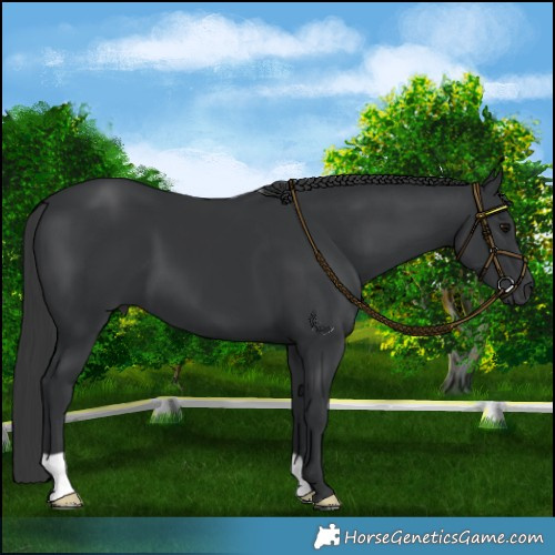 Horse Color:Black 