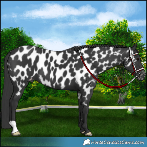 Horse Color:Black Near Leopard
