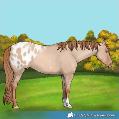 Horse Color:Gold Champagne Dun Blanket 