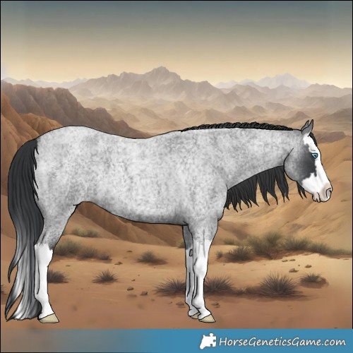 Horse Color:Blue Roan Splash