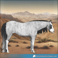 Horse Color:Blue Roan Splash 