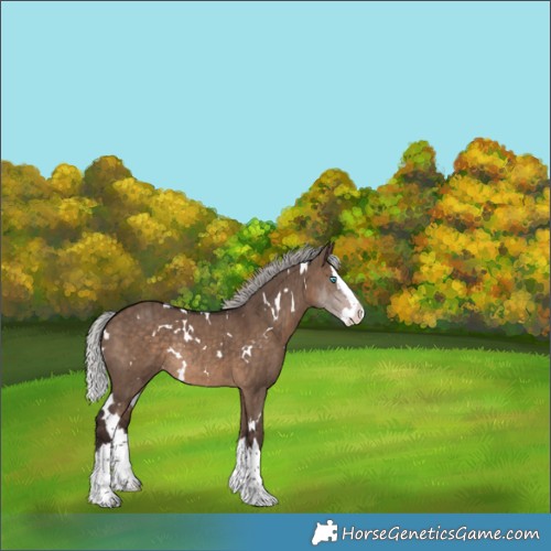 Horse Color:White Spotted Silver Brown Dun Splash Rabicano Brindle 