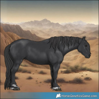 Horse Color:Black 