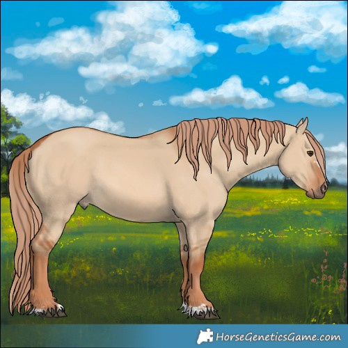 Horse Color:Red Dun
