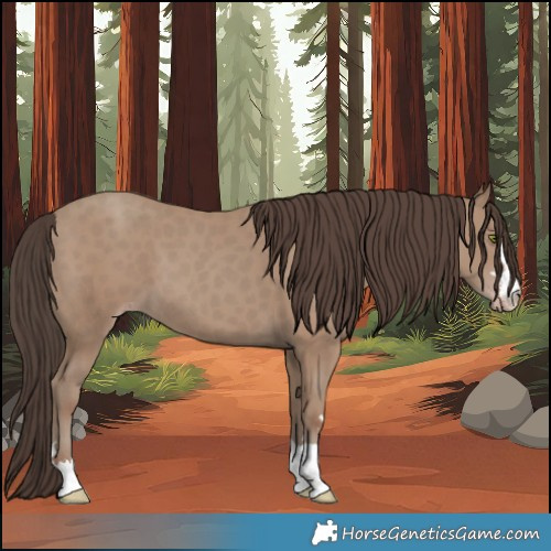Horse Color:Classic Champagne