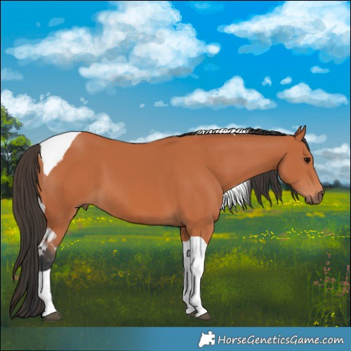 Horse Color:Bay Tobiano
