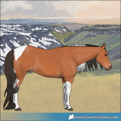 Horse Color:Bay Tobiano