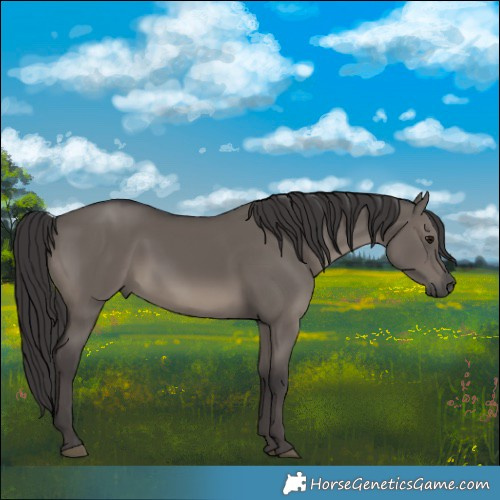 Horse Color:Smoky Grullo 