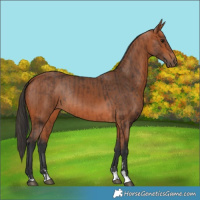 Horse Color:Bay Rabicano  and Bay Rabicano 