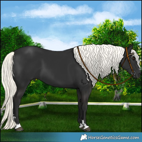 Horse Color:Liver Chestnut Mushroom