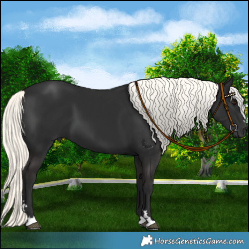 Horse Color:Liver Chestnut Mushroom 