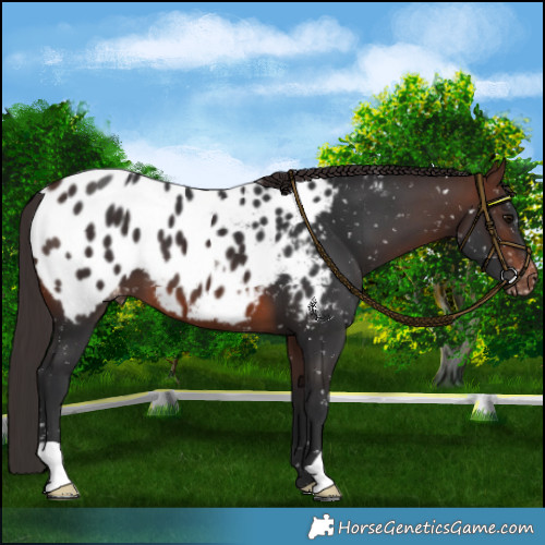 Horse Color:Brown Mushroom Near Leopard 