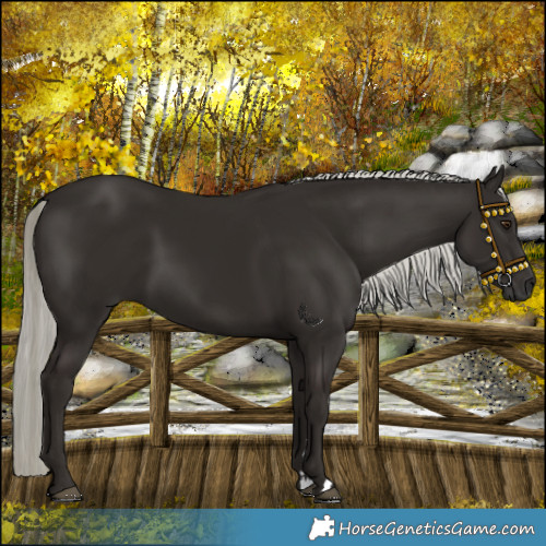 Horse Color:Liver Chestnut Mushroom