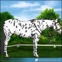 Horse Color:Brown Mushroom Near Leopard