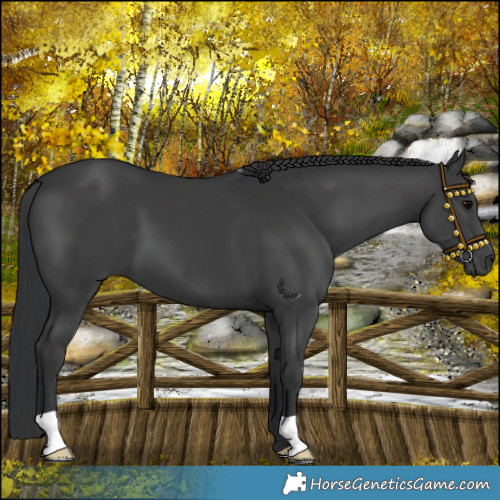 Horse Color:Black Mushroom 