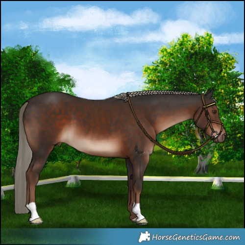 Horse Color:Liver Chestnut Mushroom 