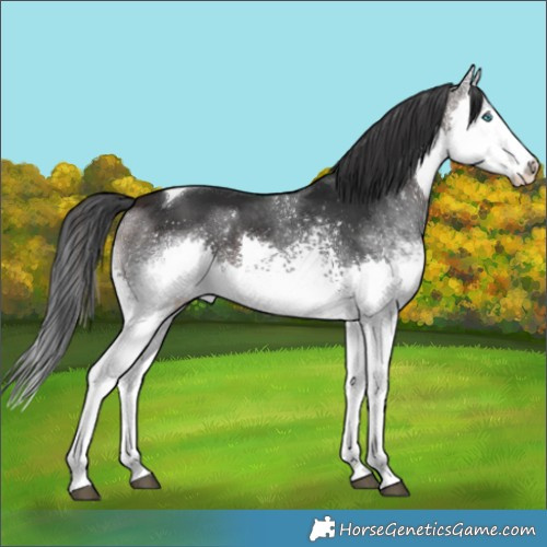 Horse Color:White Spotted Brown Splash Tobiano 