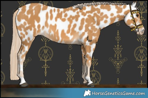 Horse Color:Palomino Near Leopard 