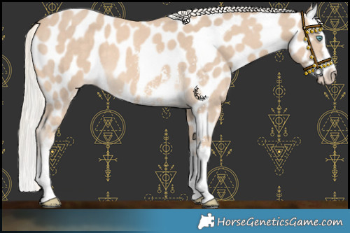 Horse Color:Cremello Sabino Splash Near Leopard