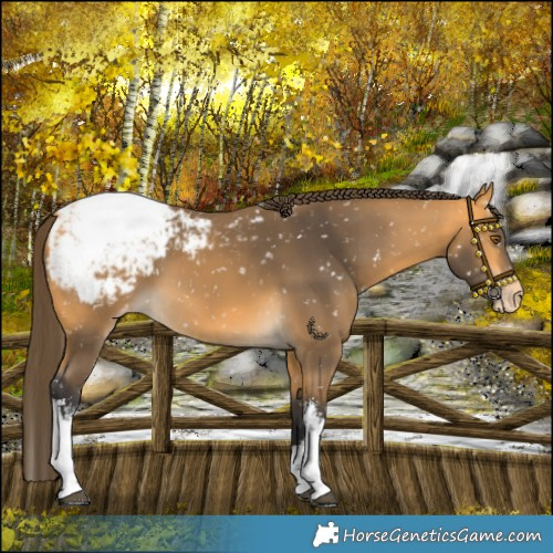 Horse Color:White Spotted Buckskin Snowcap 