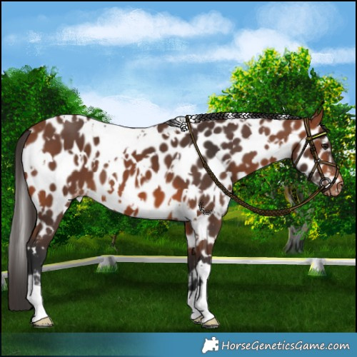 Horse Color:White Spotted Bay Appaloosa 