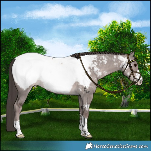 Horse Color:Platinum Liver Red Dun Appaloosa 