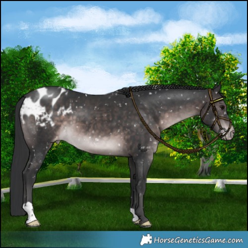 Horse Color:Platinum Brown Appaloosa 