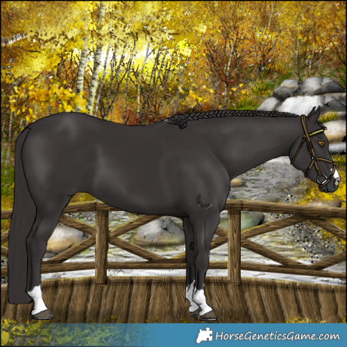 Horse Color:Platinum Smoky Black