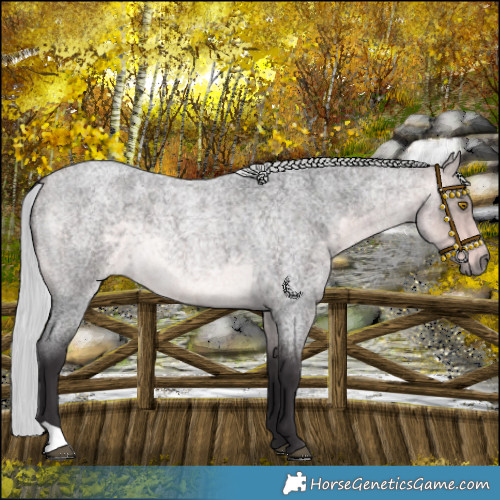 Horse Color:Platinum Silver Buckskin Roan 
