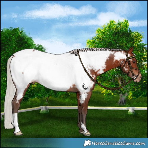 Horse Color:Silver Bay Appaloosa 