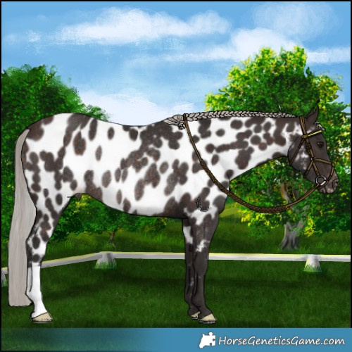 Horse Color:Silver Brown Appaloosa Rabicano