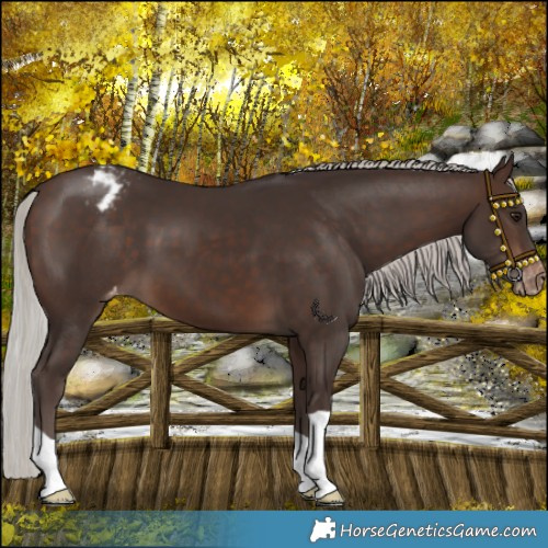 Horse Color:Silver Brown Appaloosa