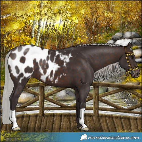 Horse Color:Silver Brown Appaloosa