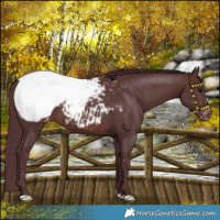 Horse Color:Chocolate Brown Snowcap 