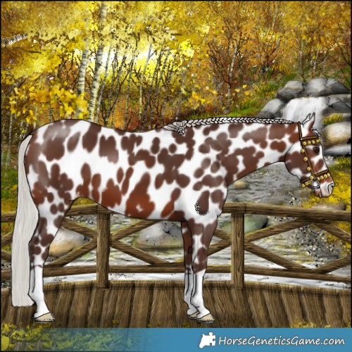 Horse Color:Silver Brown Leopard 