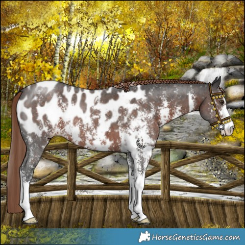 Horse Color:Liver Chestnut Sabino Appaloosa 