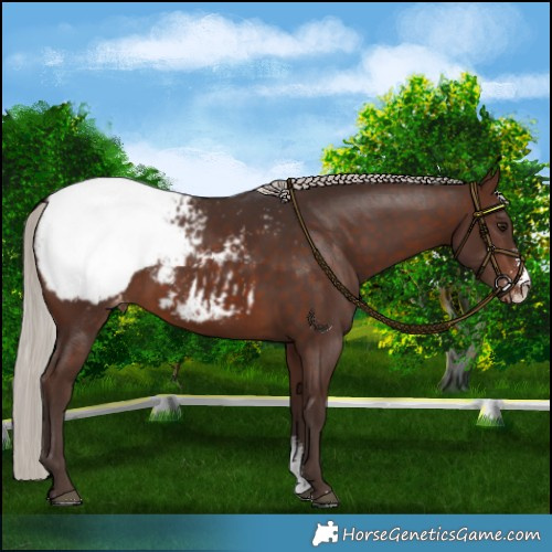 Horse Color:Silver Brown Sabino Appaloosa 