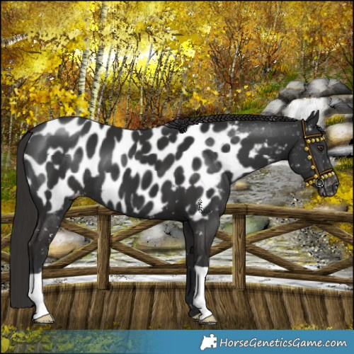 Horse Color:Liver Chestnut Near Leopard 