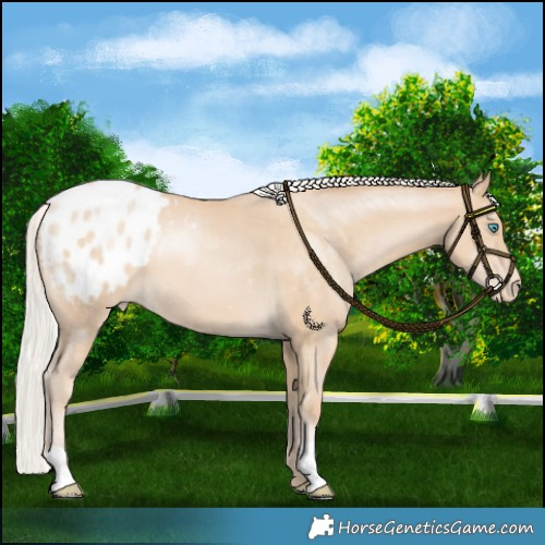 Horse Color:Silver Brown Snowdrop Pearl Varnish 