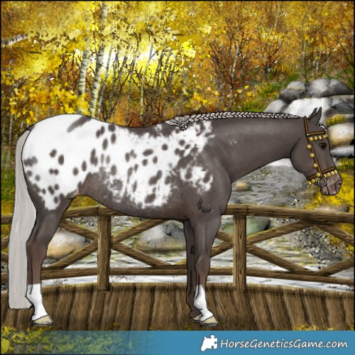 Horse Color:Silver Black Appaloosa Rabicano 