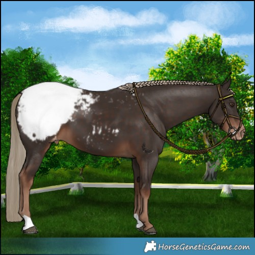 Horse Color:Liver Chestnut Appaloosa 