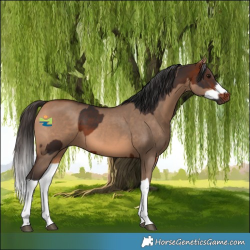 Horse Color:Bay  and Bay Dun Splash 