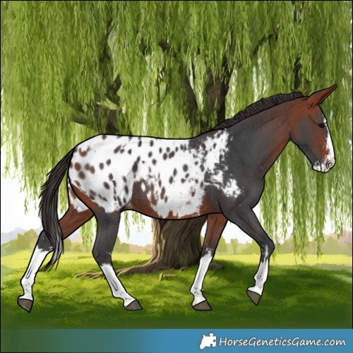 Horse Color:Bay Sabino Splash Blanket and Bay Sabino Splash Blanket