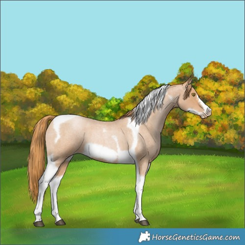 Horse Color:Red Roan Pearl Tobiano Frame 