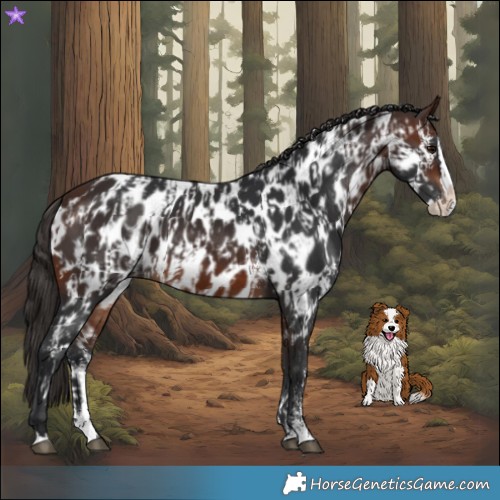 Horse Color:Brown Sabino Splash Appaloosa and Brown Sabino Splash Appaloosa